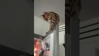 Brownie the Bengal cat stays near refrigerator in summer