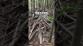 少しずつ整う竹林｜立ち枯れ竹の伐採と冬の竹炭作り準備　#竹林整備#竹炭作り#里山暮らし#自然栽培#冬仕事#田舎暮らし#HerbGardenBelle