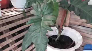 LUCKY RARE HOUSE PLANTS IN MY BACKYARD. @MOONROCK21
