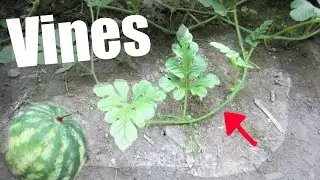 How To Control Watermelon Vines!🍉 3 Best Tips!✅