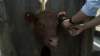 Datamars Livestock