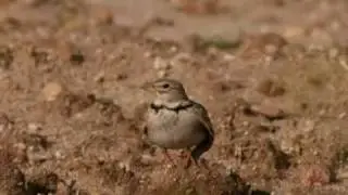 calandria com&uacute;n