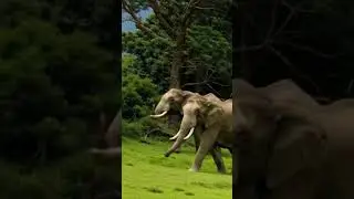 They are peace animal in world. #elephant #widelife #animation #animals #natural #nature