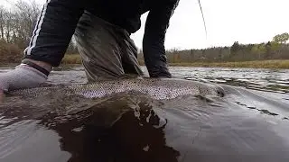Fall Atlantic Salmon Fishing... River Phillip Nova Scotia...GoPro 1080p HD