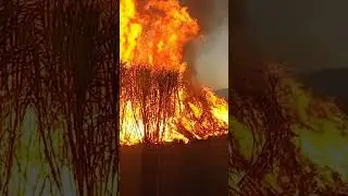 Sugar Cane Harvest #shorts #sugarcane #burn #australia