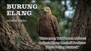 Mata yang Tak Pernah Meleset! Rahasia Elang Menjadi Predator Udara Paling Ditakuti
