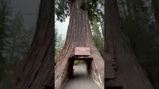 Thomas Wayne Riley at Chandelier Tree in the Drive Thru Tree Park in Redwood Empire of California