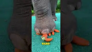Why This Elephant Lifts Its Foot for Humans 🐘