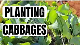 How to Plant Cabbages| Cabbage Farming in Jamaica 👨🏽‍🌾🧺