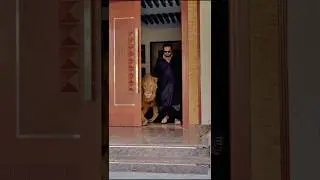 Miya Bhai 😎 #ytshorts #animals #lion #tiger #petlover