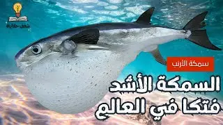 سمكة الأرنب الاشد خطورة في العالم