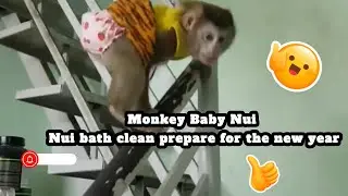 Monkey Baby Nui   Nui bath clean prepare for the new year