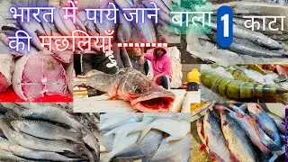 Most Popular Single Bone Fishes In Indian |भारत में पाये जाने बाला 1 काटा का मछलियाँ |RRRM