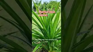 MANFAAT DAUN PANDAN UNTUK KESEHATAN