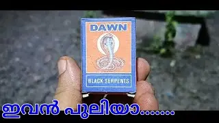 Dawn Black Serpents | Snake Crackers | unboxing & Demo | Black Serpents