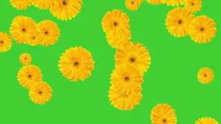 Daisy Yellow Flowers Falling on Green Screen Background | HD | ROYALTY FREE