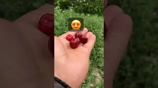 Japan new fresh Cherry #fruit #cherry #shortsfeed #shorts