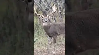 What's it going to Cost to Shoot a Trophy Whitetail at the G5 Ranch in Texas? #shorts