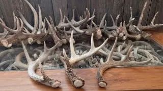 2026 Shed Hunting- 