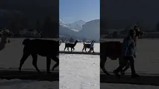 www.lamatrek-jungfrauregion.ch
