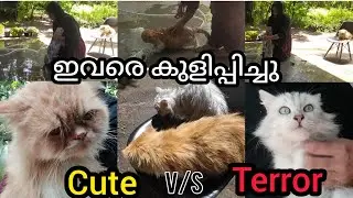 cats നെ കുളിപ്പിച്ചു #pets #cat #petslover #perciancat