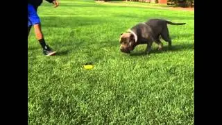 One of the worlds biggest pitbulls moving like a cat!! SOZINS COMET!