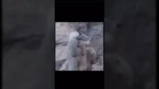 Bear vs Goat #shorts #animals