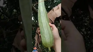 Harvest Time Fresh Patola (silk squash) from Our Garden! 🌱 ADCSG VLOGS: A Day in my Life
