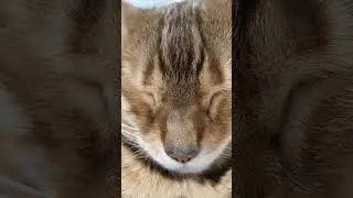 watch with sound! I've never heard such snoring!!! #cat #kitten #shorts #shortvideo