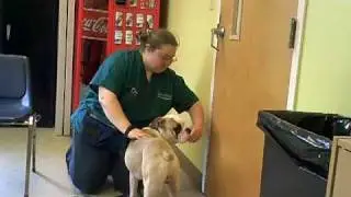 Buster BodyHandling
