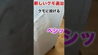 妻も大絶賛！クモはこうやって退治する！ #shorts #蜘蛛 #クモ
