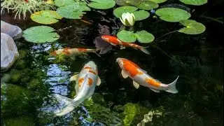 🐬 garden overview with colourful fishes 🐳🐬