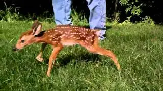 Baby deer trying to walk