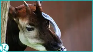 Strange Animal Features | Animals With Delightful Hidden Talents