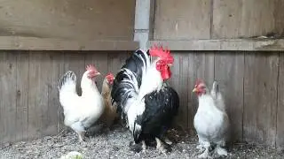 Japanese Chicken CHABO family - being in Panic! - (10 May 2015)