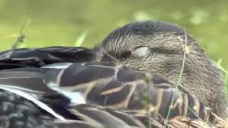 Mallard Duck Close-Up 1 HQ HD