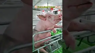 Modern Factory Pig Farming & Hog Farrowing Crates #shorts #pig #farming #technology #viral #fyp #yt