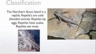 Northern Fence Lizard by Ace