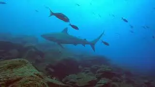 Diving/Swimming With Galapagos Sharks, Gal&aacute;pagos Islands, Ecuador (Full Video)