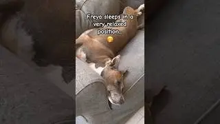 Dogs different sleeping habits! #shorts #dog #pets #animals #funny