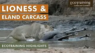Lioness stepping into the Water | EcoTraining Highlights
