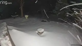 Colorado Critters 236 (Skunk in a Snowstorm & The Morning Colorado Birds)