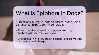 What Is Epiphora In Dogs? - Ask A Pet Vet