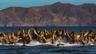 Travelogue - Sea of Cortez Fun, Whale Sharks, James Brown & More - Las Animas Ecolodge