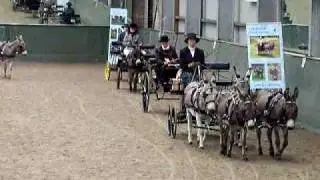 Indoor Driving Display Donkey Breed Society Championships 2009