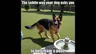 This dog won't stop asking for a pool #puppies #funnydogs #germanshepherd