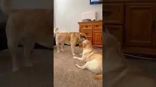 Your Inconsistent Rules: Dogs thrive on routine and consistency, so when you let them on the cou