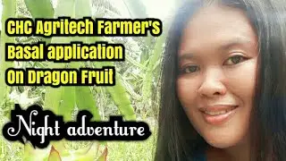 How we do basal application for CHC Agritech Farmer's Friend on Dragon Fruit|How it works |Part 1