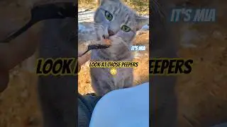 Окно в её душу! 💙 Прекрасная серая полосатая кошка #шорты