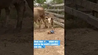 Puppy Chuki Bear&rsquo;s 1st outing after being sick😷for a while #puppylife #puppyvideos #cows #funnypets
